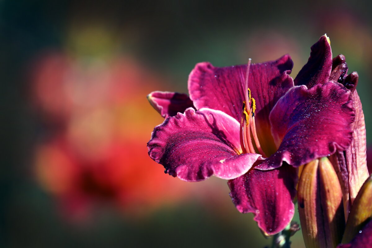 Ботсад МГУ 18 июля - Михаил Бибичков Ботсад МГУ 18 июля - Михаил Бибичков