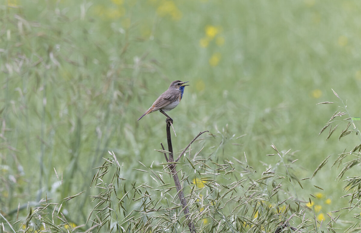 варакушка. - юрий макаров