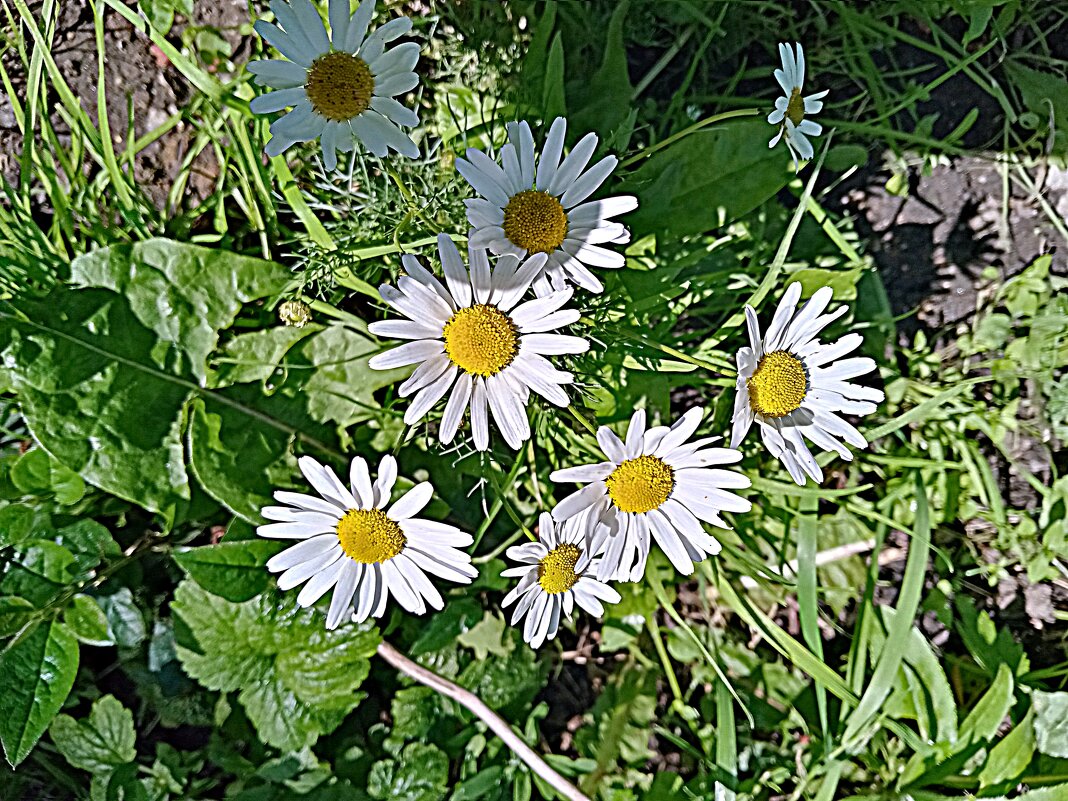 Цветы. - Владимир Драгунский