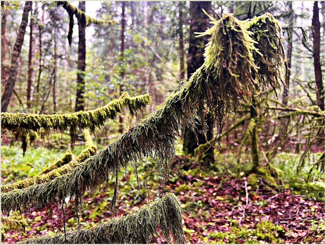 В августовском лесу. - Валерия Комова В августовском лесу. - Валерия Комова