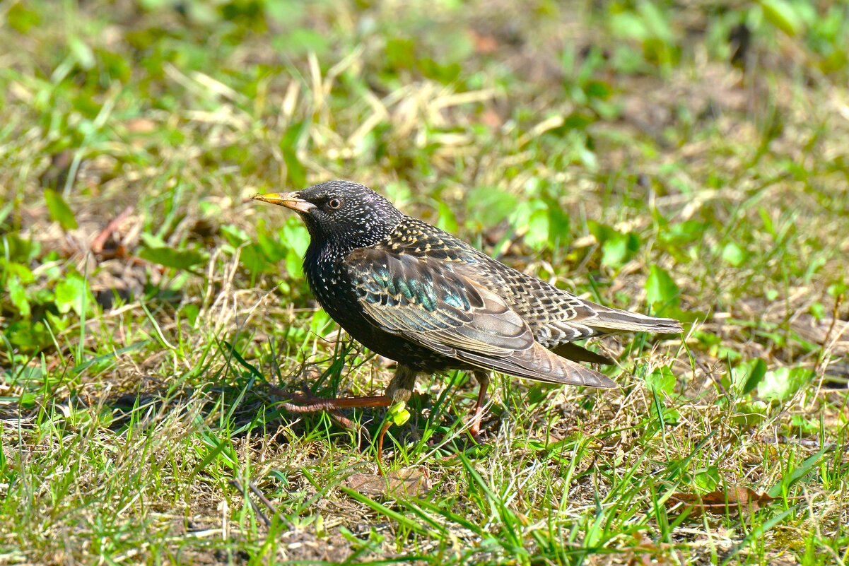 Напуганный скворец ... - Константин Анисимов