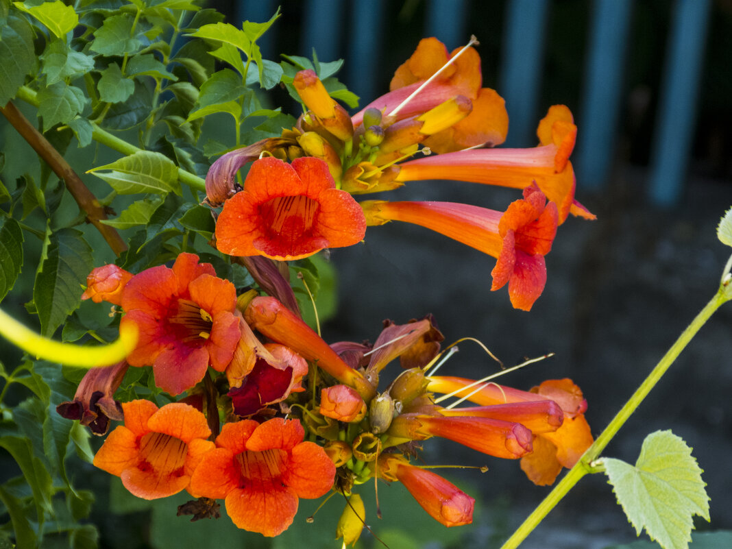 *Лиана  Кампсис - Валентин Семчишин