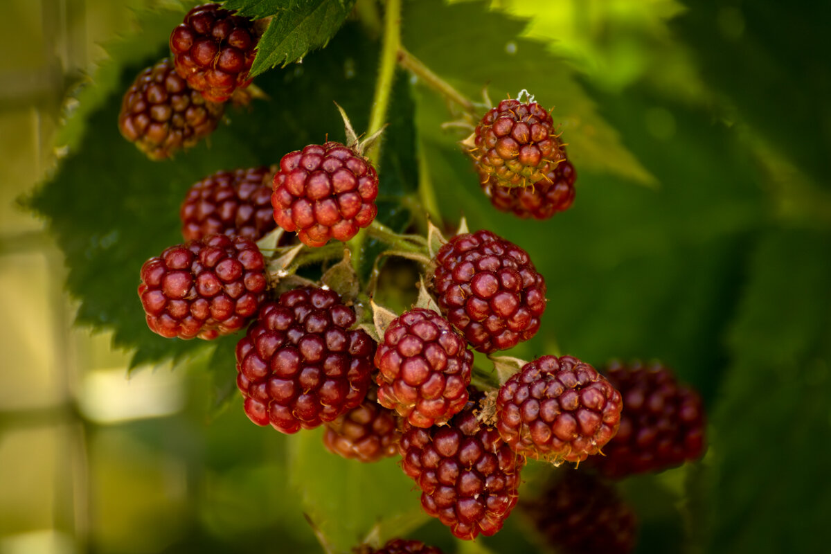 Ежевика - Игорь Сикорский