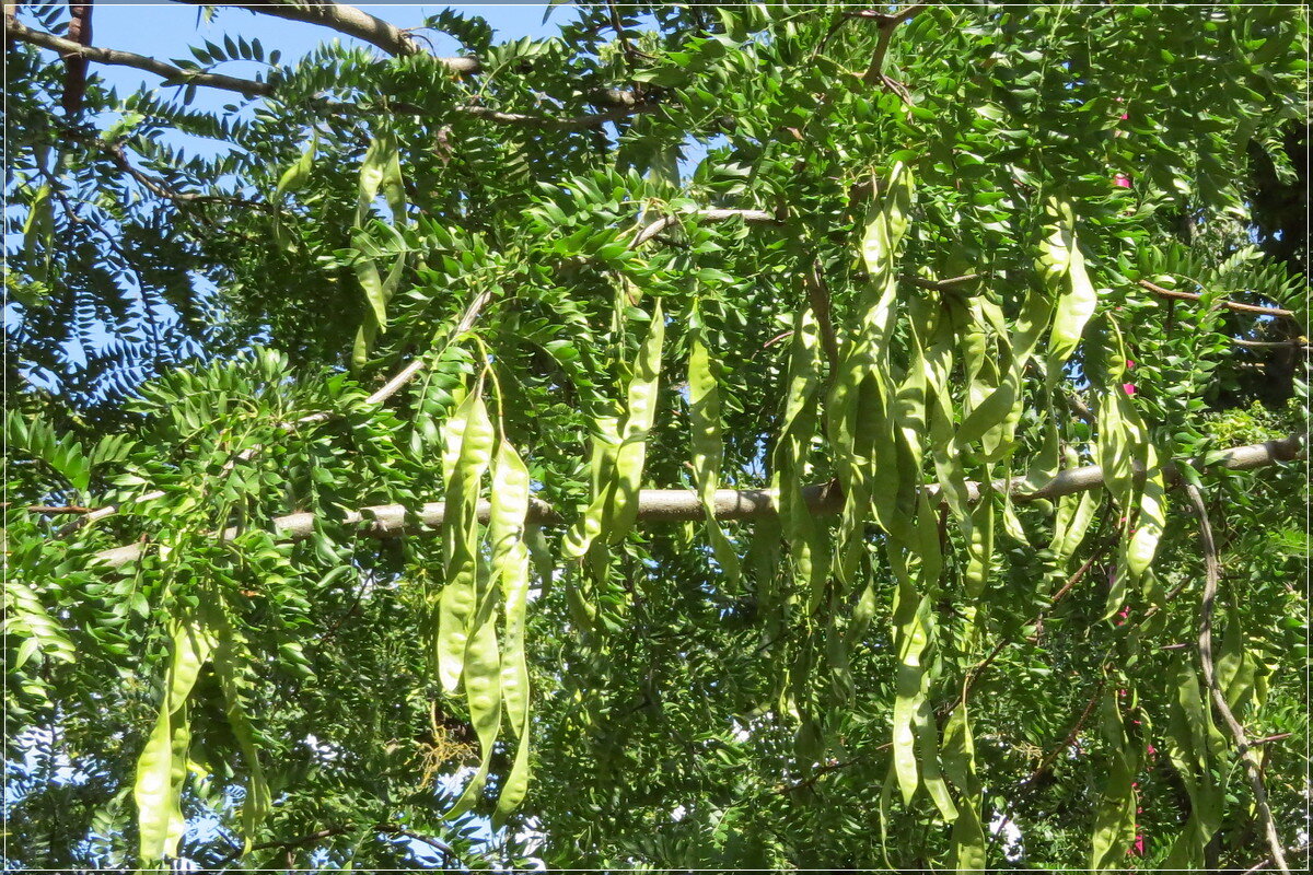 Дерево „фасоль" - Сеня Белгородский Дерево „фасоль" - Сеня Белгородский