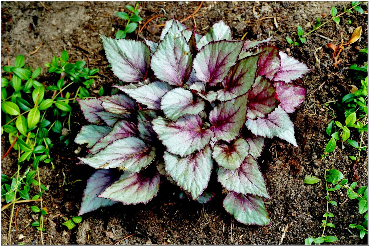 КУСТ-этюд... - Elvira E. 