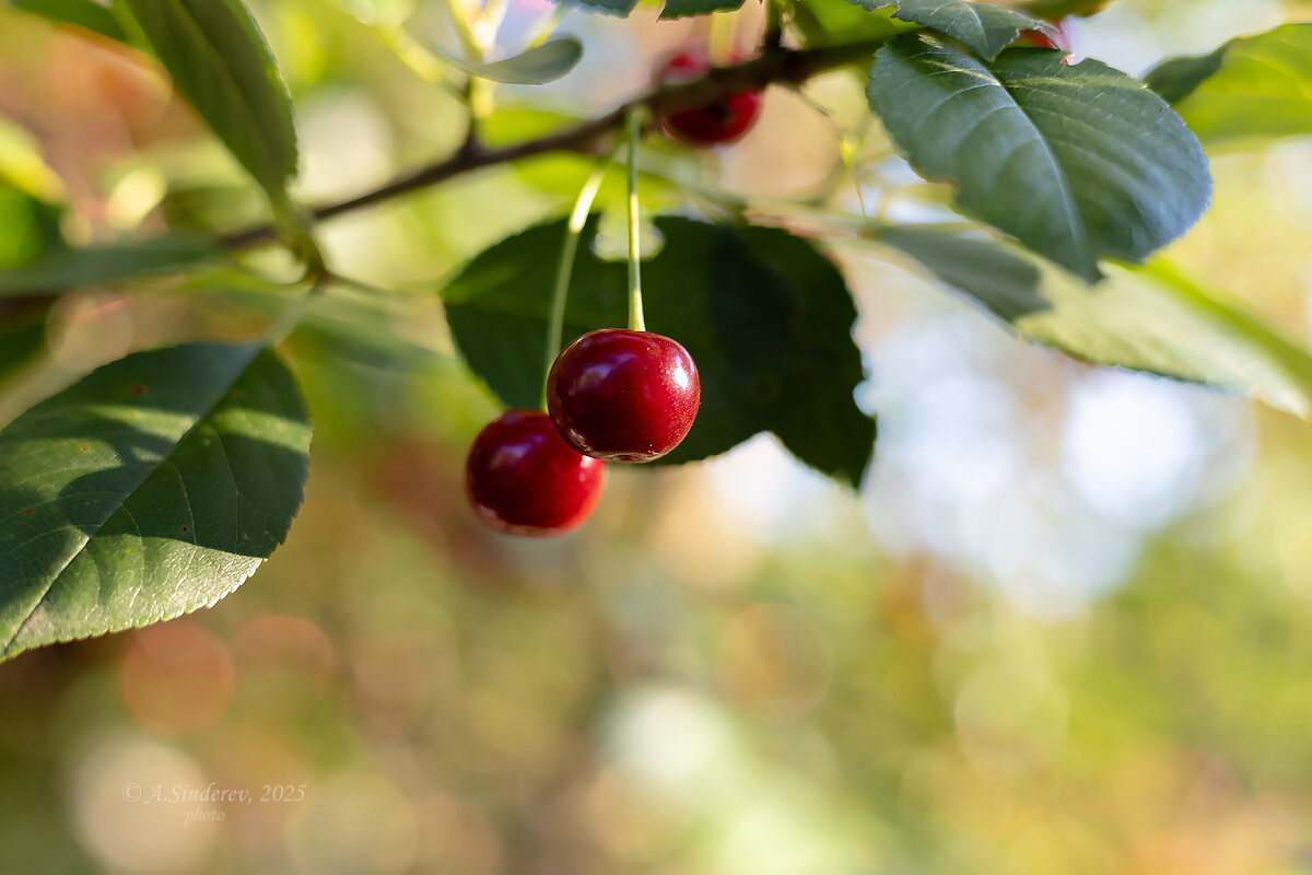 Ягоды вишни - Александр Синдерёв