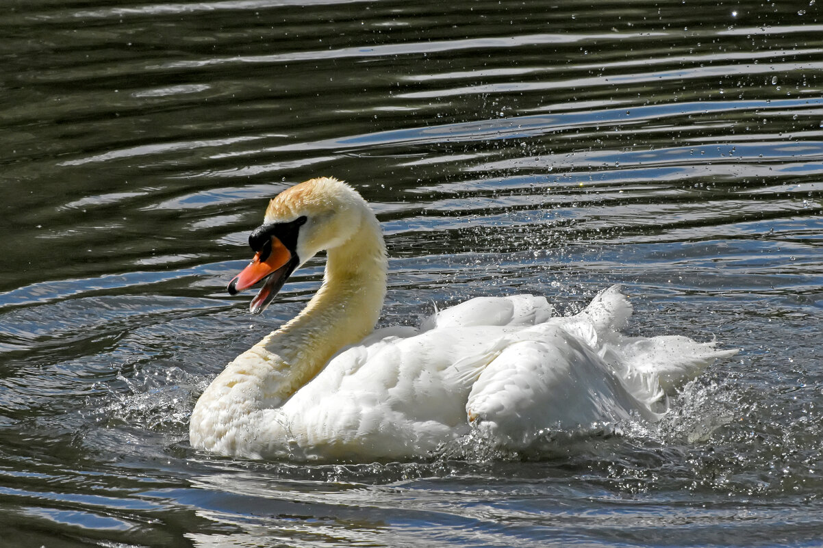 Москва. Сад будущего. - Наташа *****