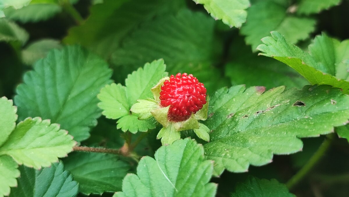 ,,, - Сергей Тимоновский