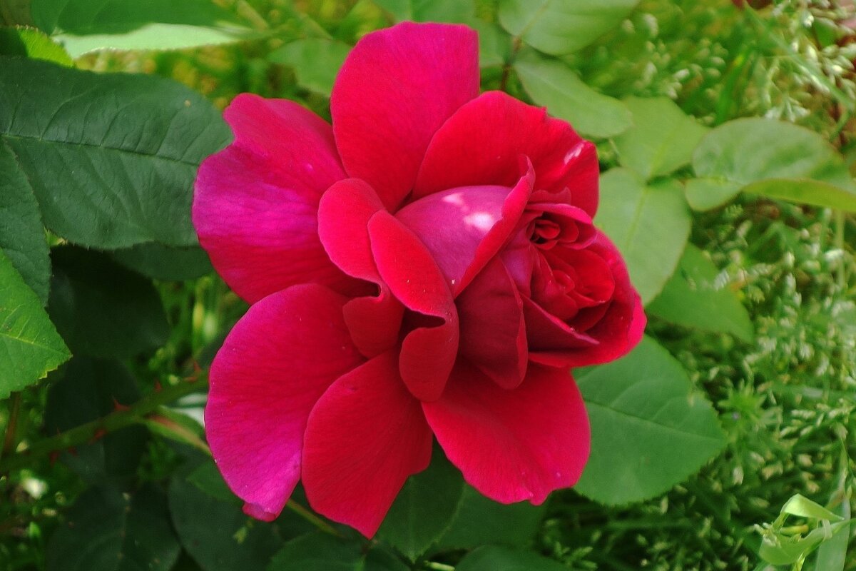 Роза - Рита Симонова