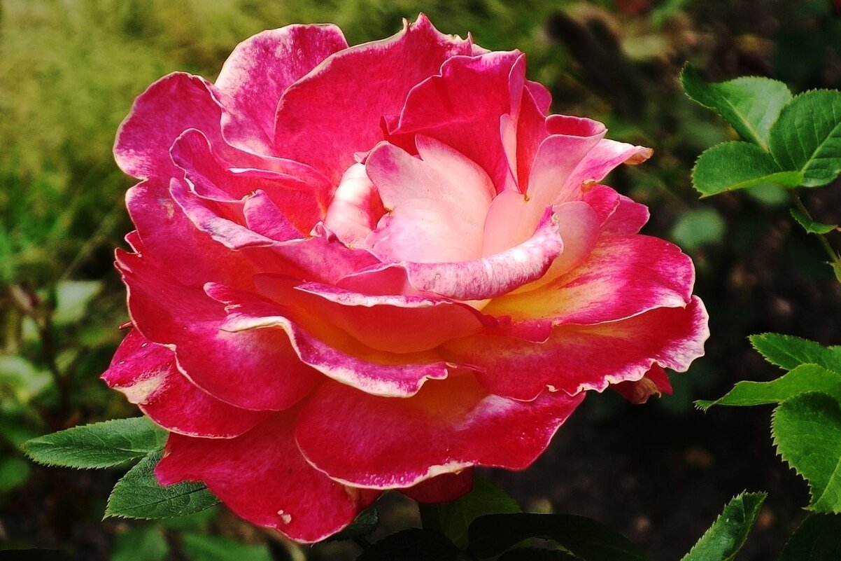 Роза - Рита Симонова