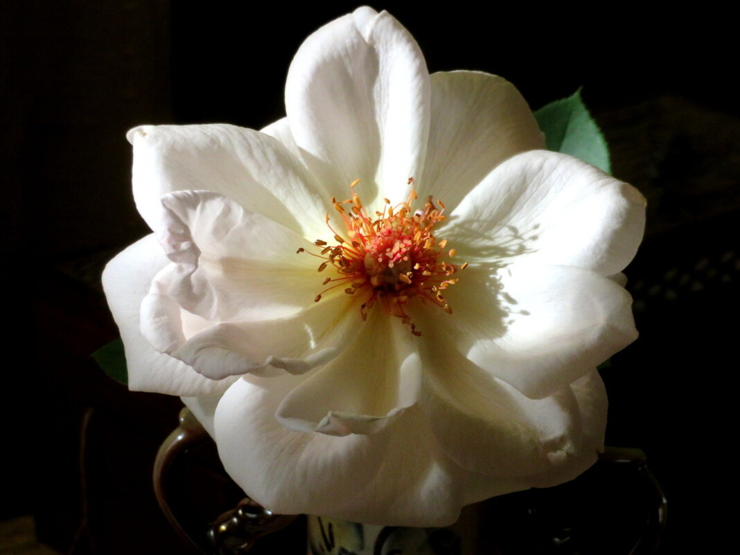 Королева сада (2) - Егор Бабанов