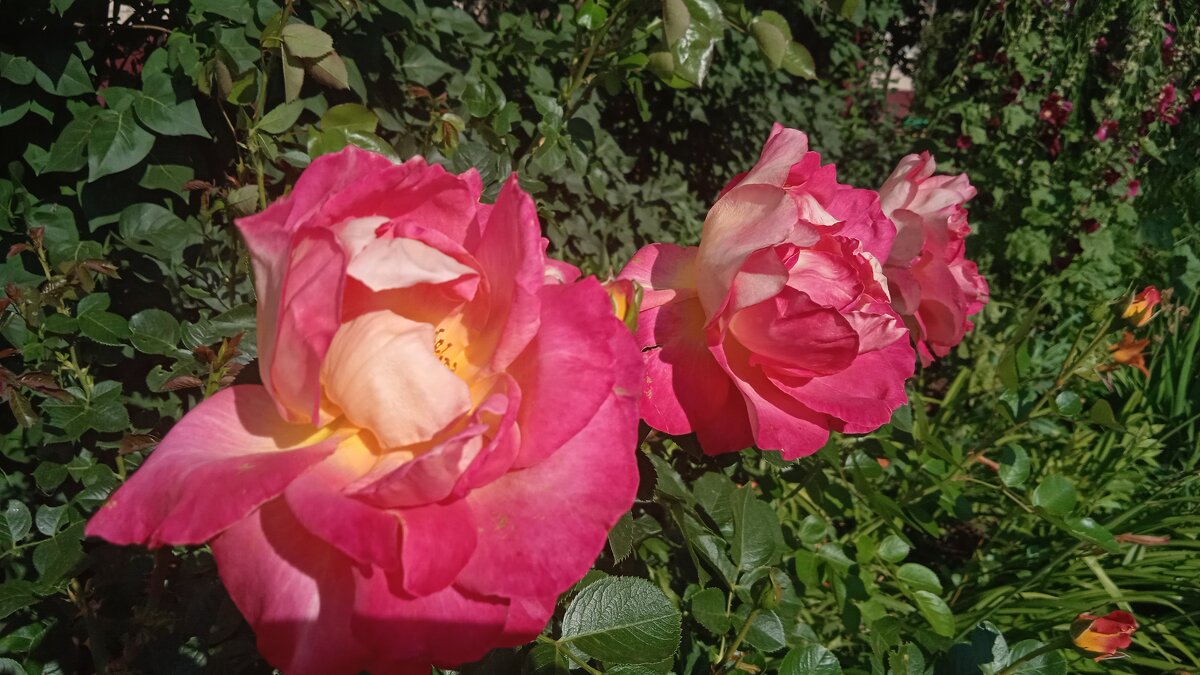 июль - Елена Шаламова