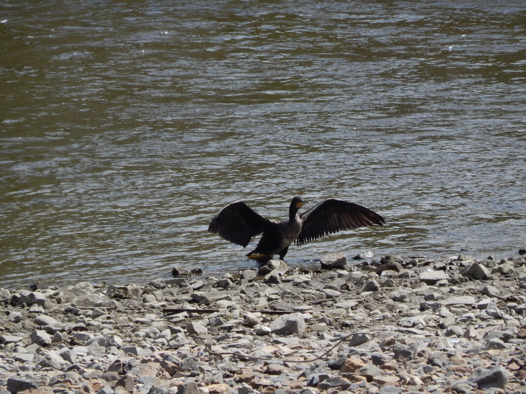 Баклан - Екатерина Панова