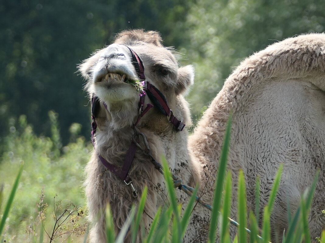 Верблюд по кличке Гоша - Сергей Михальченко