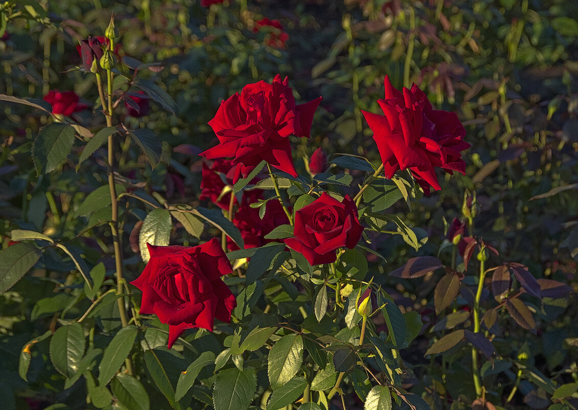 Август. Вечерний свет. Розы. - Сергей Фомичев