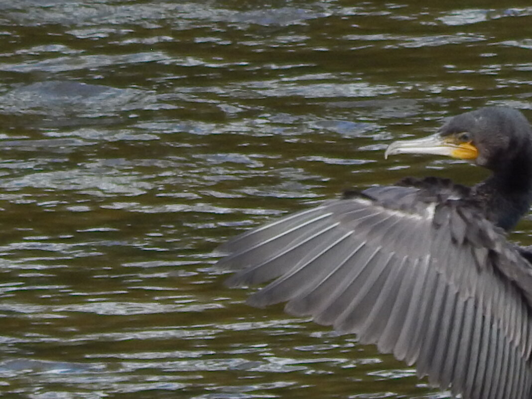Баклан - Екатерина Панова Баклан - Екатерина Панова