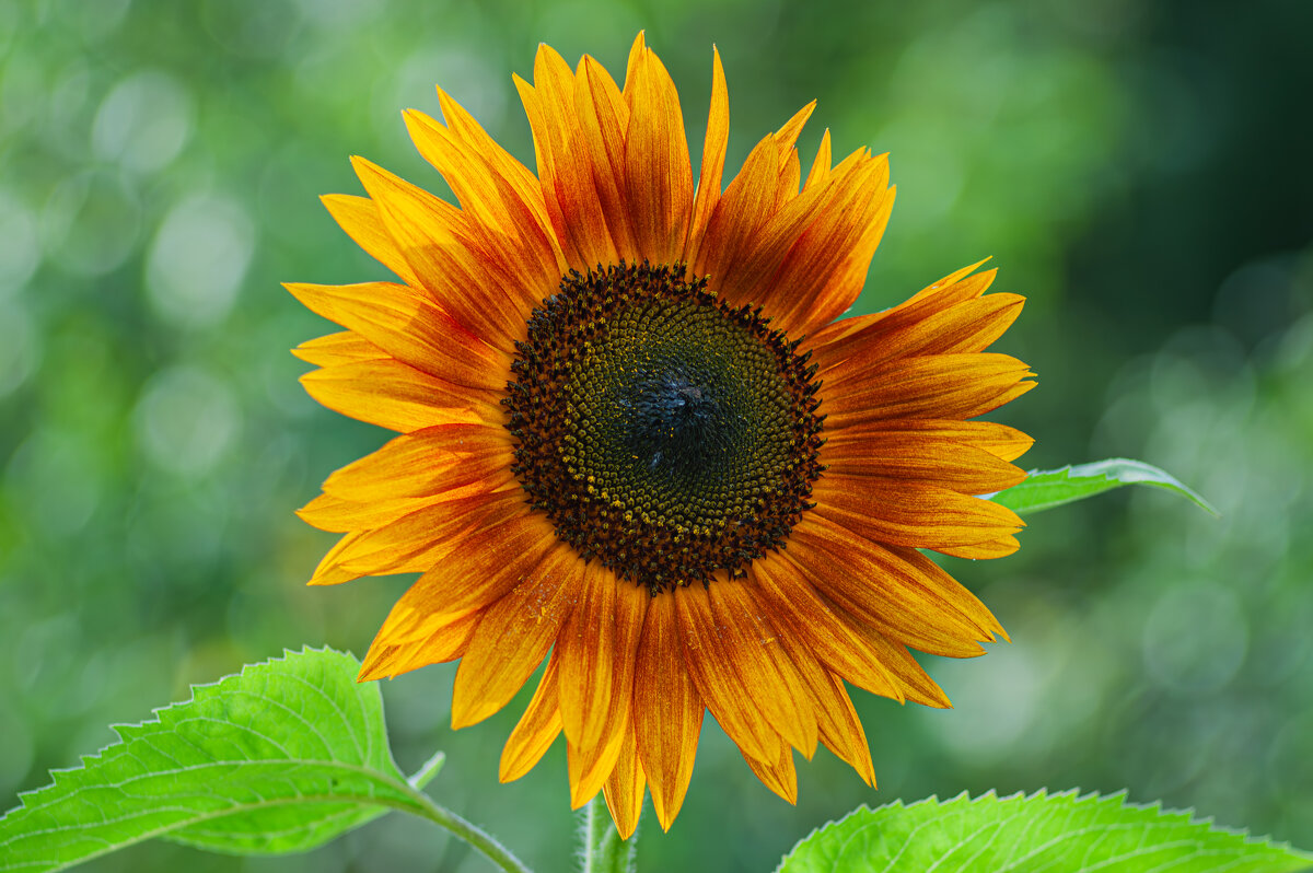 Дачные красоты - Александр Филатов