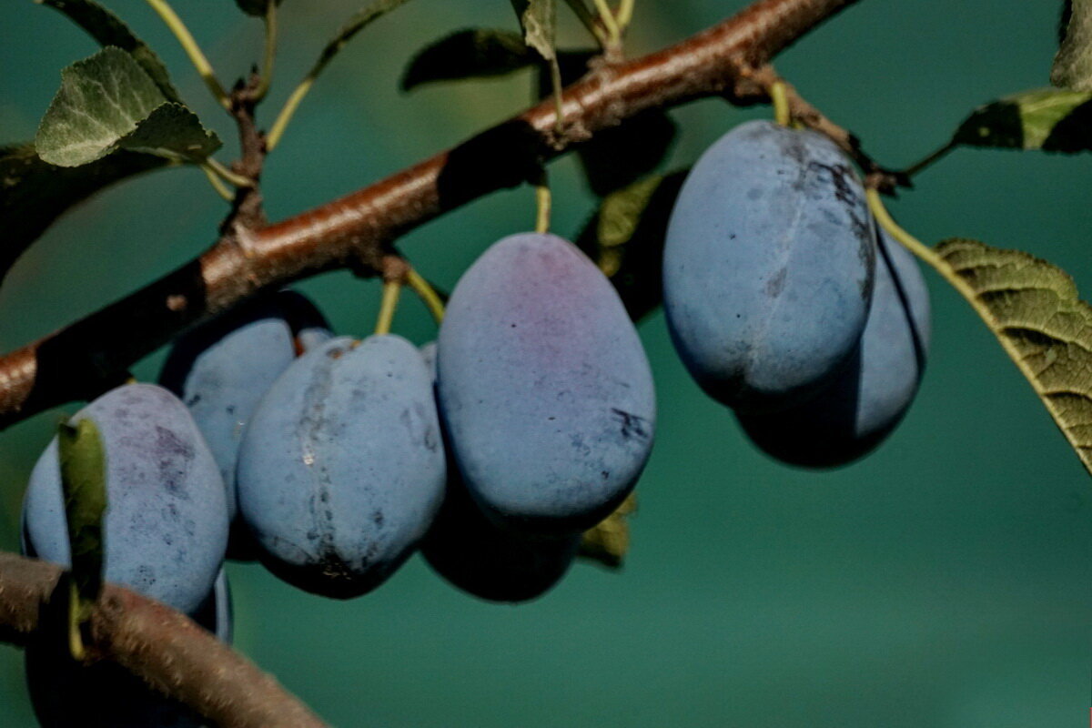 из серии " Когда я был в станице..." - Николай Саржанов