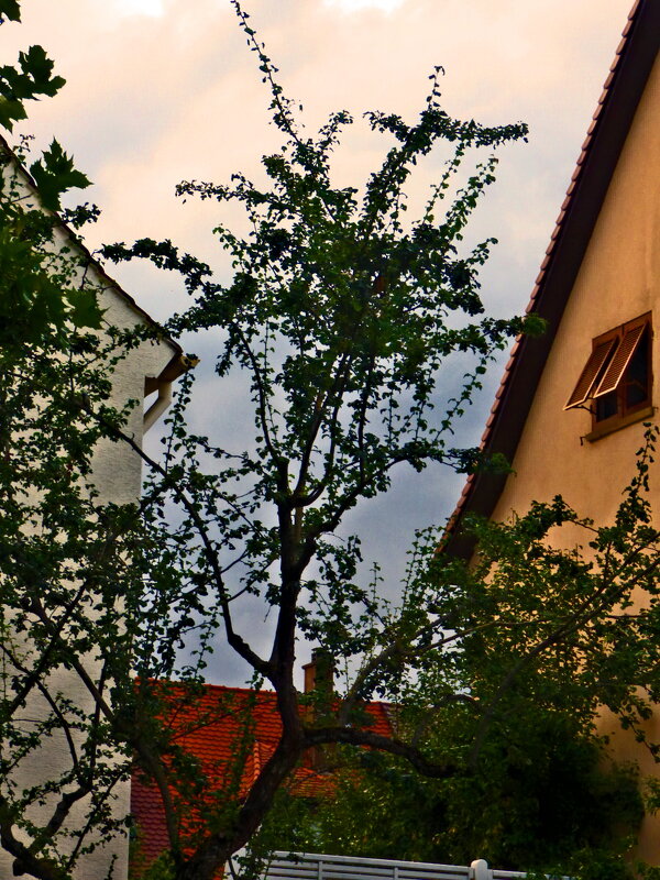 Фаинген 98 - Алексей Кузнецов