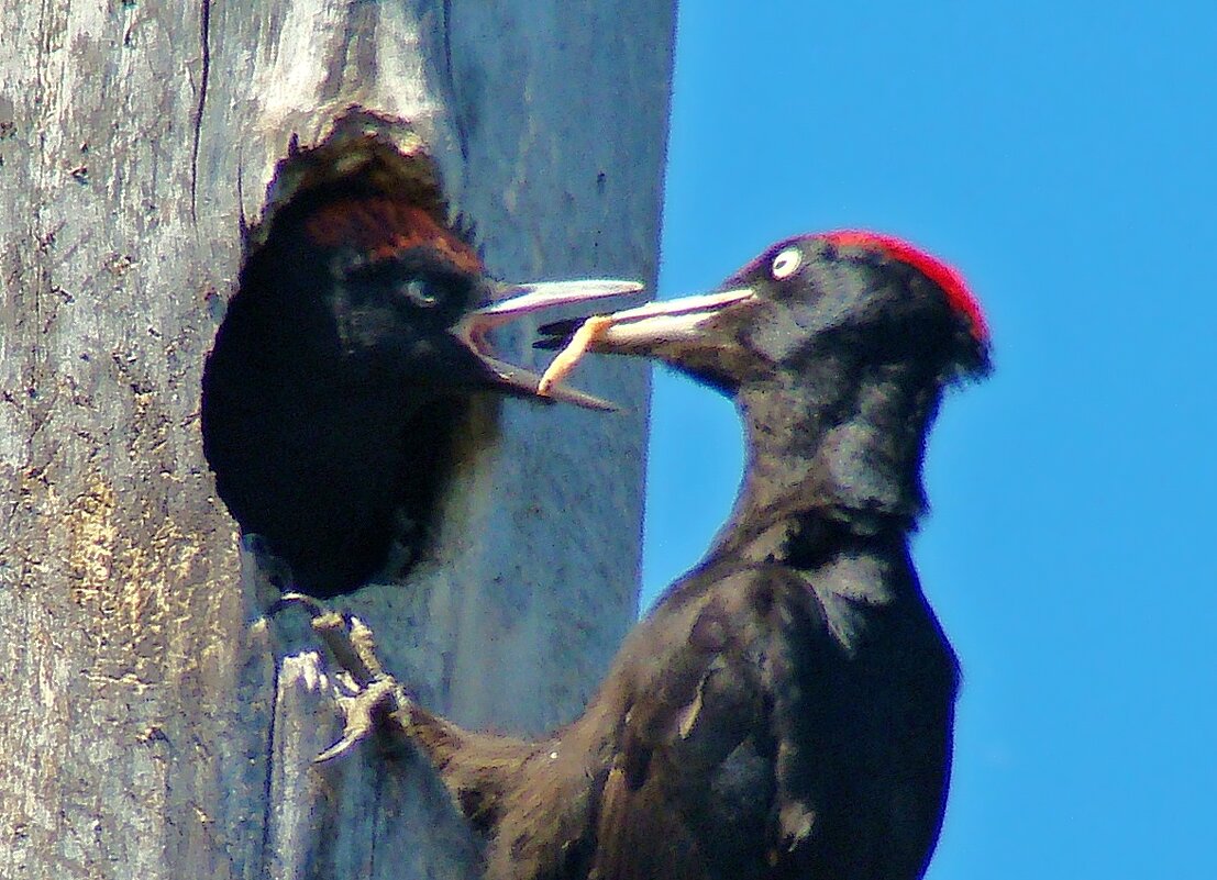 гнездо черного дятла - gawrilа - dan