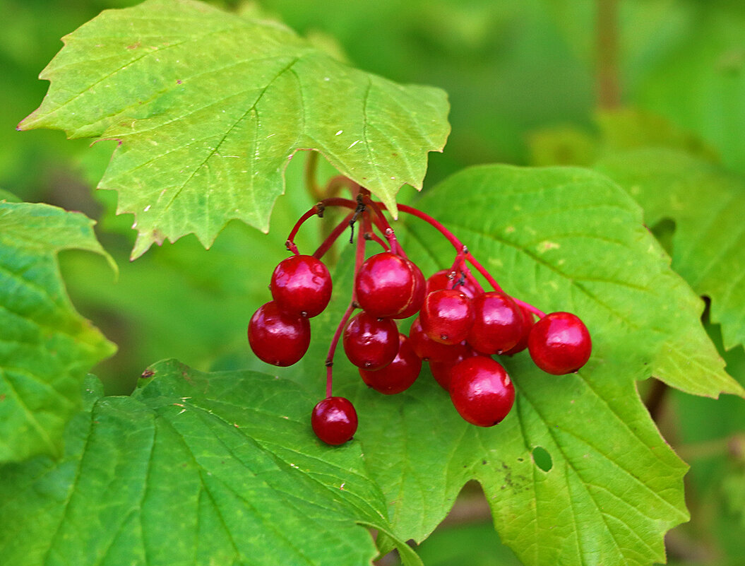 Калины гроздья алые - Светлана 