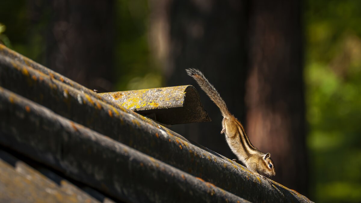 Шустрик — бурундук. - Вадим Басов