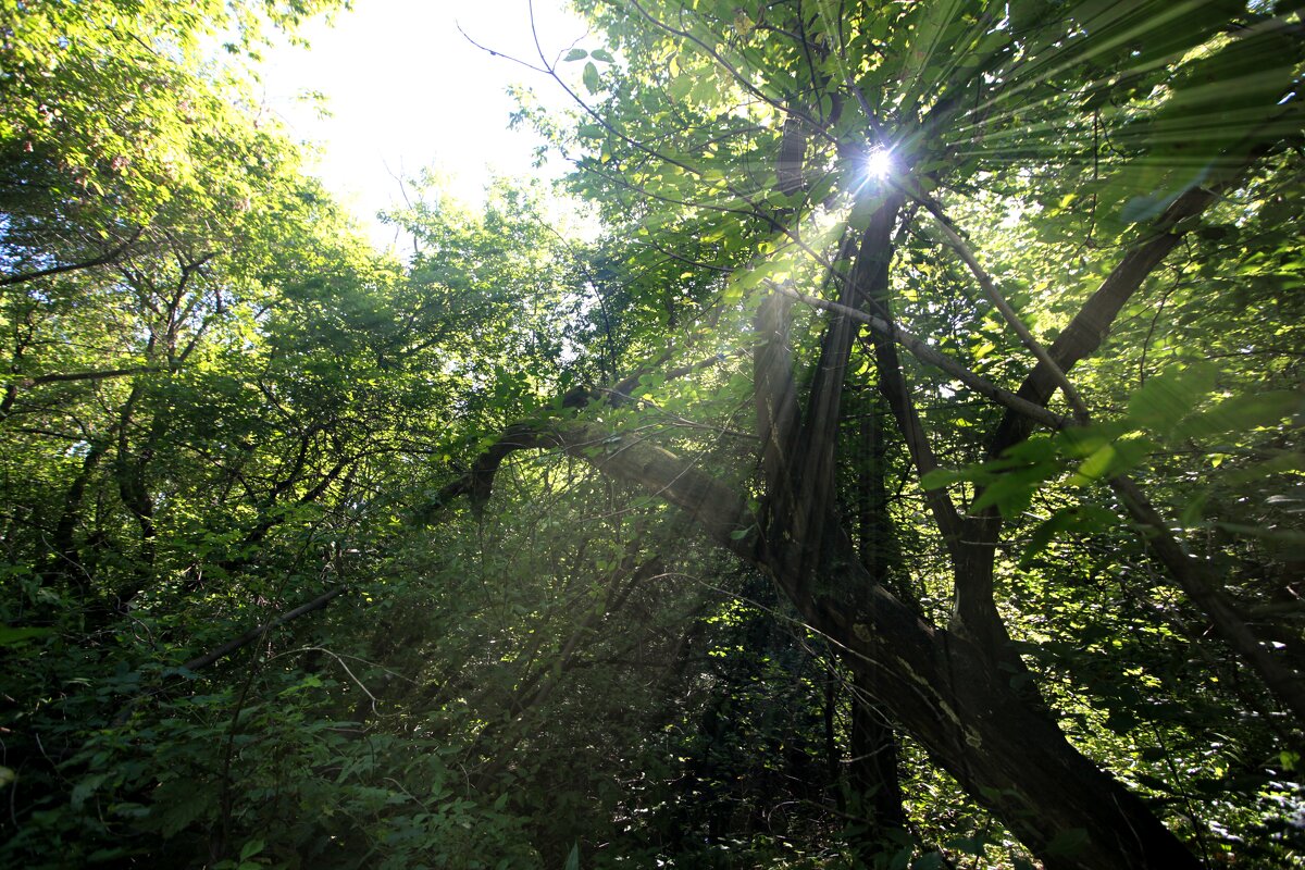 Солнце в согре... - Андрей Катков Солнце в согре... - Андрей Катков