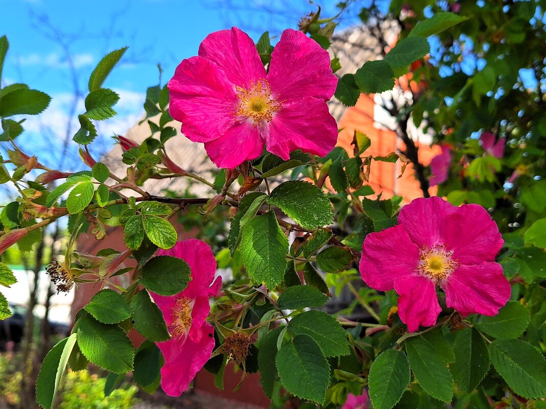 шиповник - Наталья шиповник - Наталья