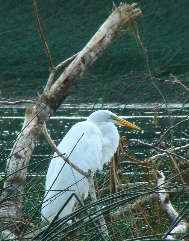 большая белая цапля - gawrilа - dan