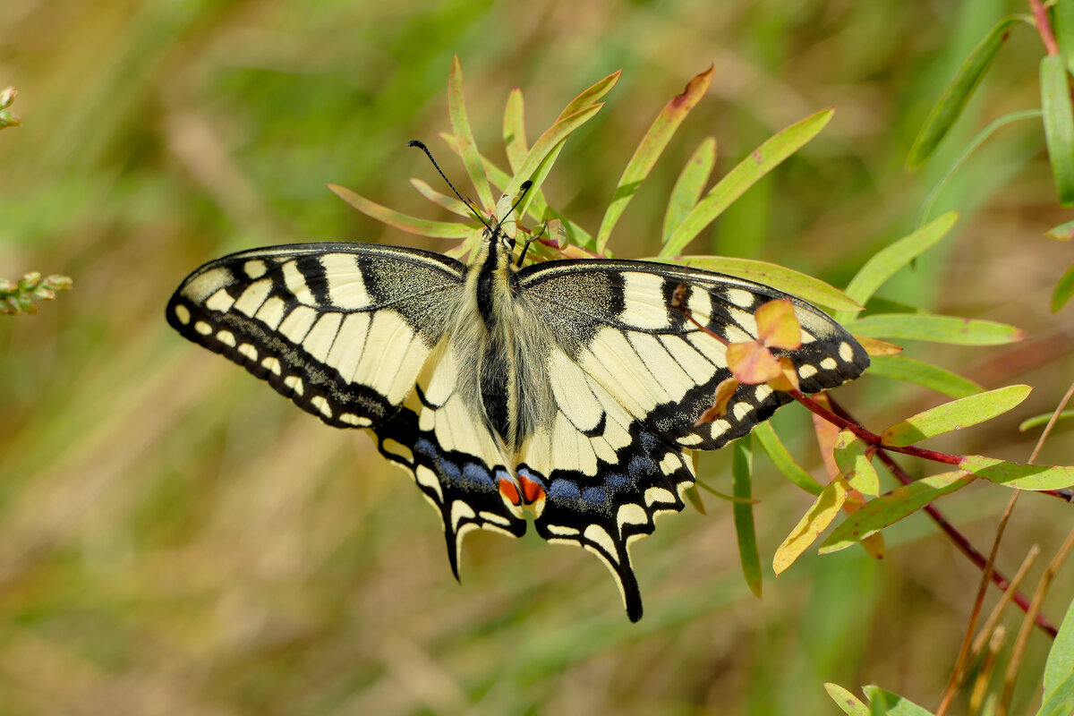 из снятого сегодня 5 - Александр Прокудин из снятого сегодня 5 - Александр Прокудин