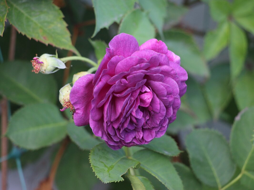 Розы Матисова острова - Наталья Герасимова