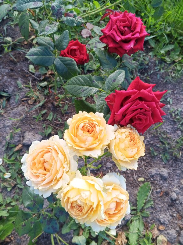 Розы - Сапсан 