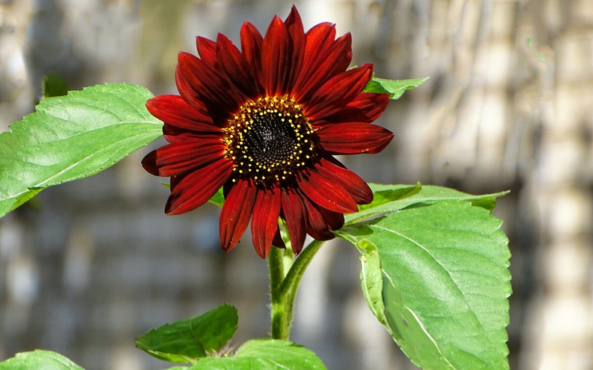 Декоративный подсолнух. - Милешкин Владимир Алексеевич 