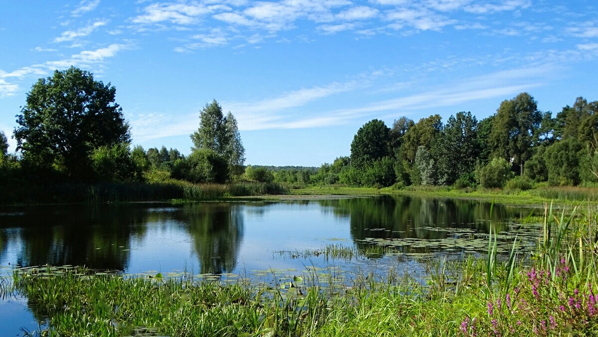 Природа Смоленщины в августе. - Милешкин Владимир Алексеевич Природа Смоленщины в августе. - Милешкин Владимир Алексеевич