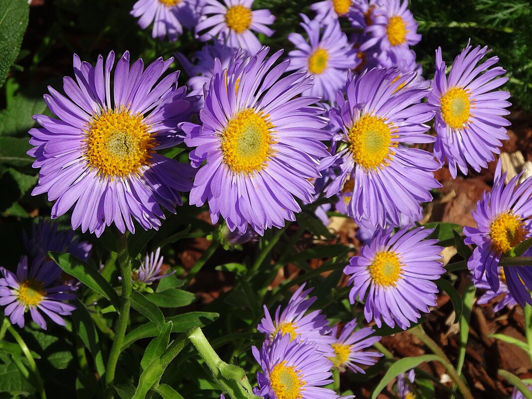 В сиреневом цвете - Лидия Бусурина