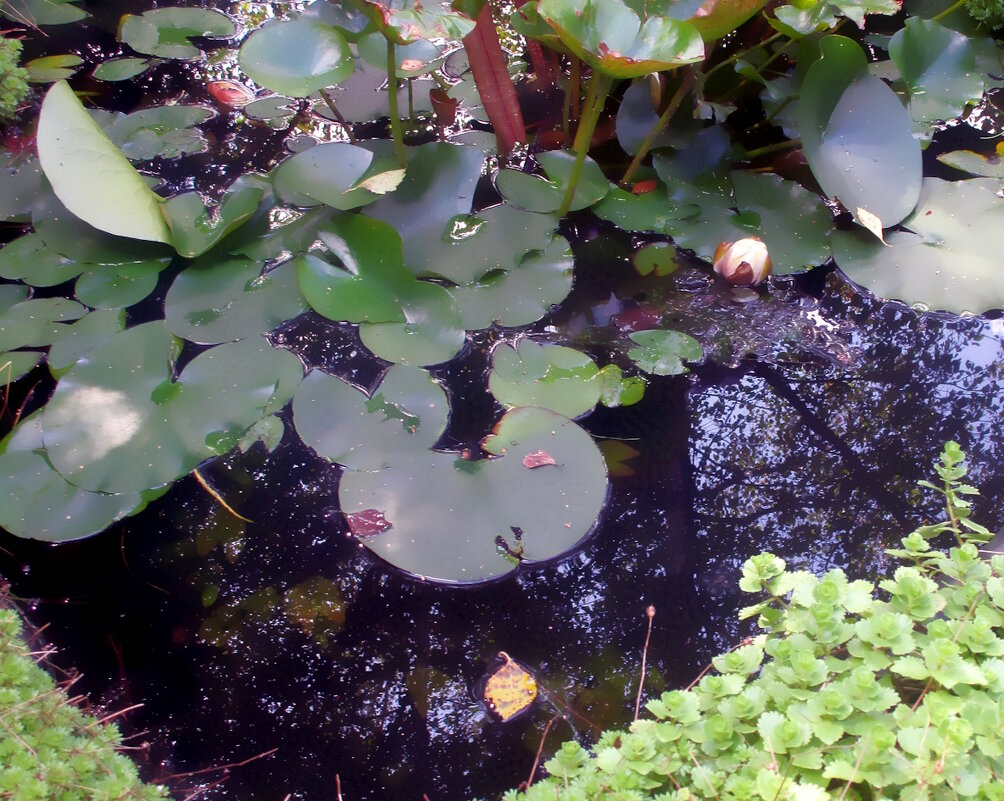 Кувшинки в пруду. - Ольга Довженко