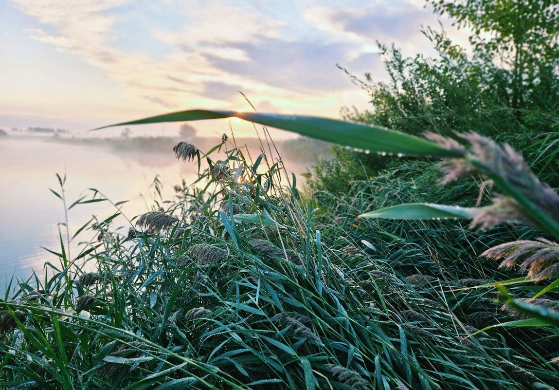 Тишина - Георгиевич Тишина - Георгиевич