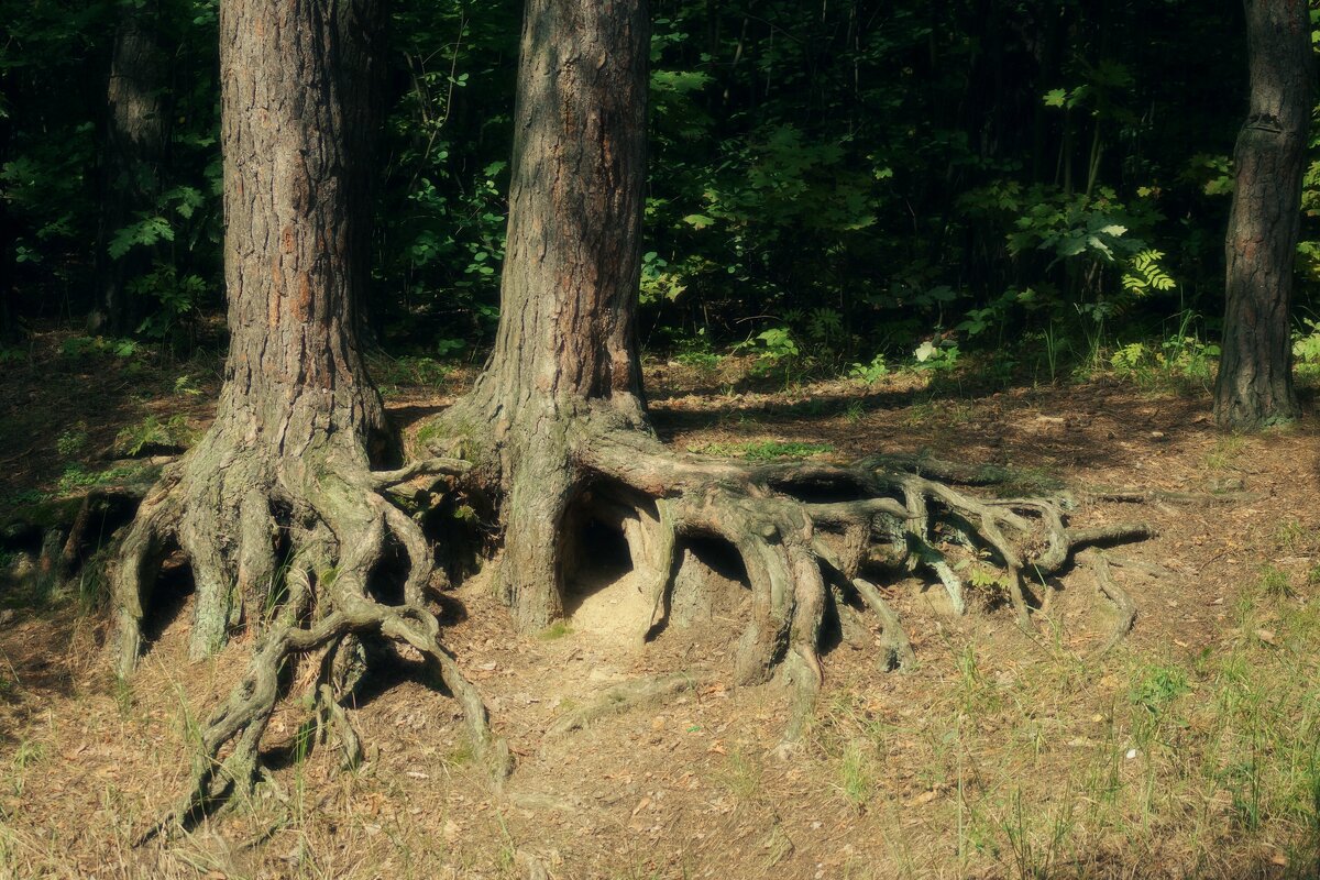 Курьи ножки - Леонид leo