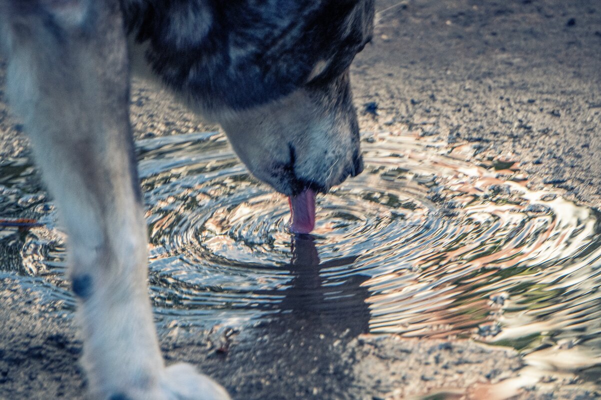 Жажда - Марина Алексеева