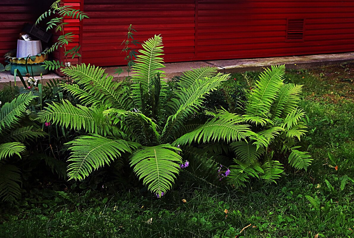 Август...Папоротник у дома! - Владимир 