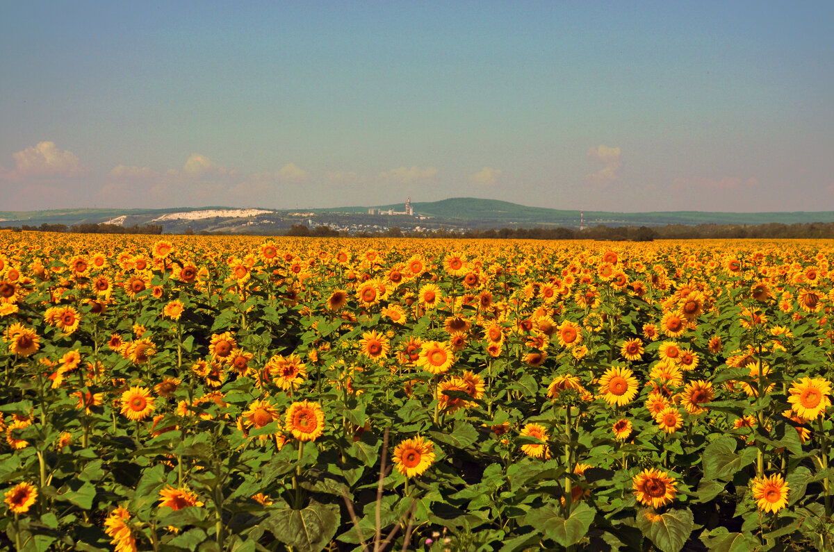 Приметы лета. Поле с подсолнухами - Сергей М Приметы лета. Поле с подсолнухами - Сергей М