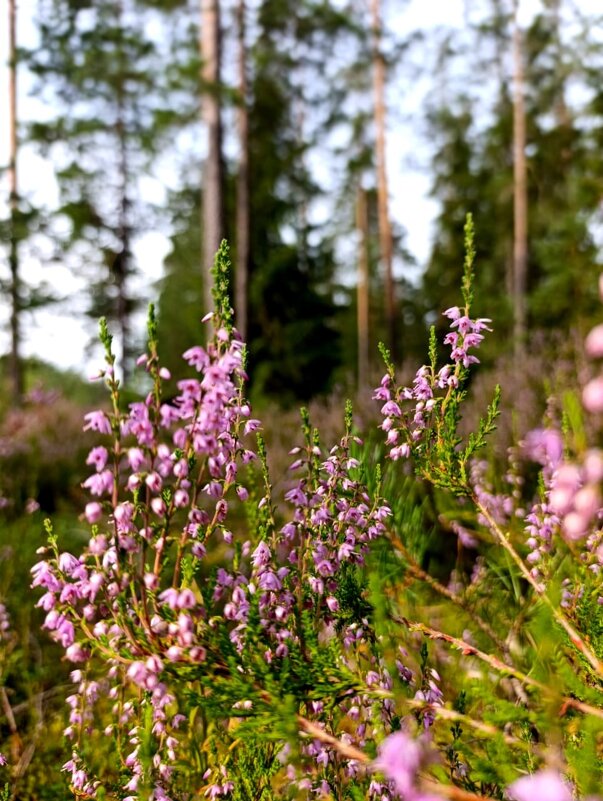 Лето клонится к закату... - Ольга 