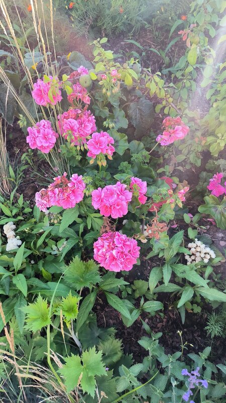 Герань. - Ольга Герань. - Ольга