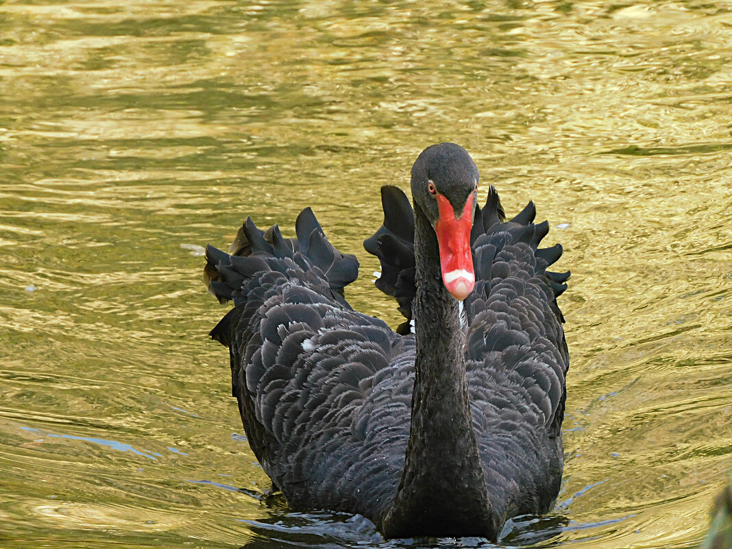 Лебедь - Лина Лебедь - Лина