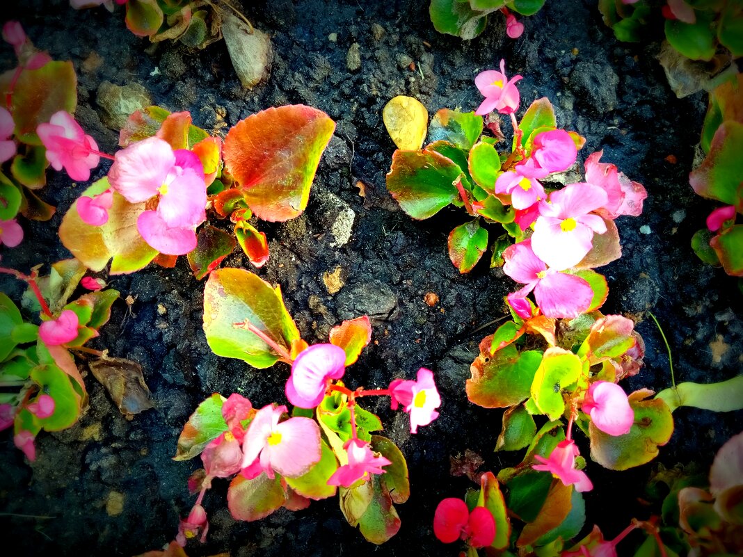 Цветы. - Владимир Драгунский