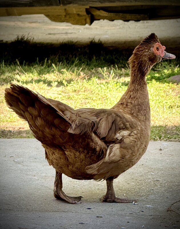 *** - Сергей Адигамов