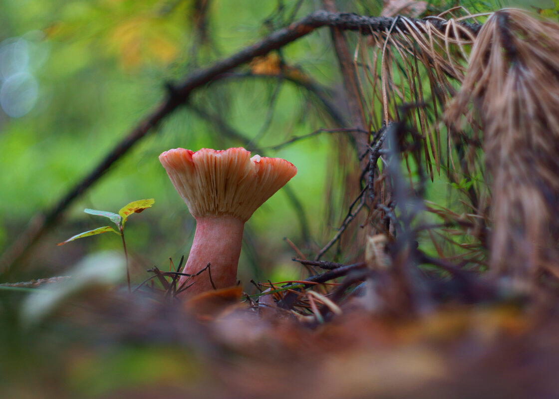 Грибные истории. Наизнанку - Василий Прудников