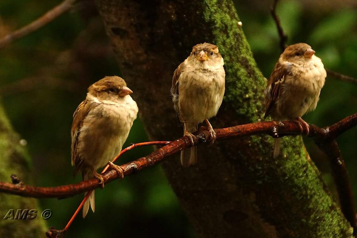 !! - kolyeretka !! - kolyeretka