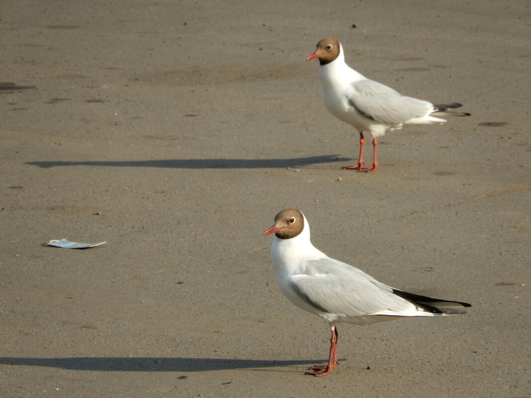 Следующее упражнение - приседания - genar-58 '