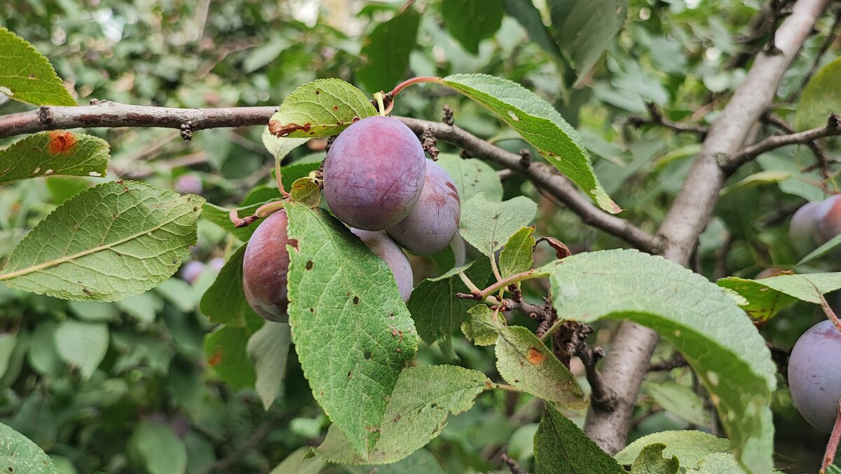 ,,,, - Сергей Тимоновский